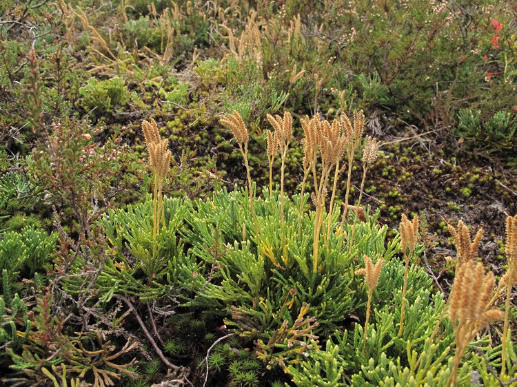 Diphasiastrum zeilleri